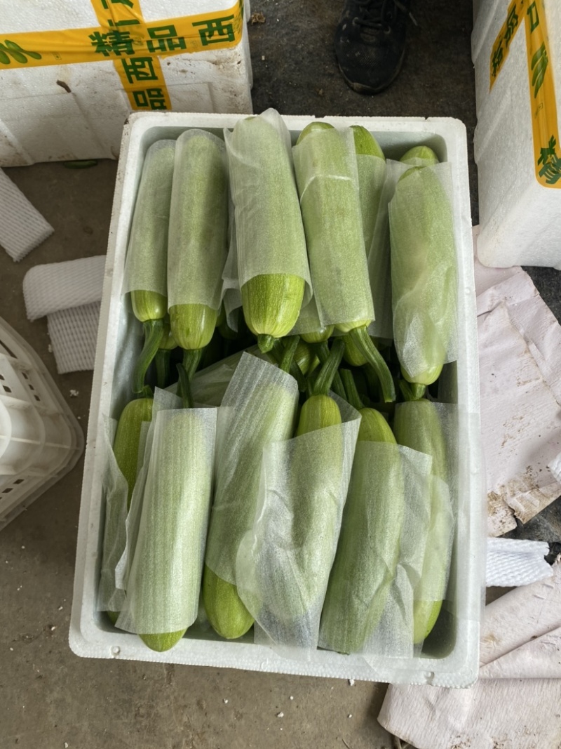 山东聊城绿皮西葫芦大量供应货源足产地直发诚信代办