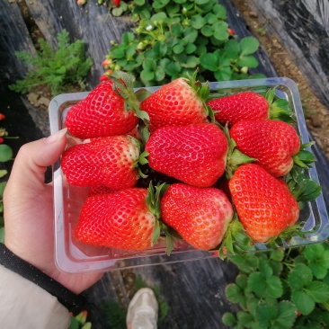 优质草莓，2号，宁玉
