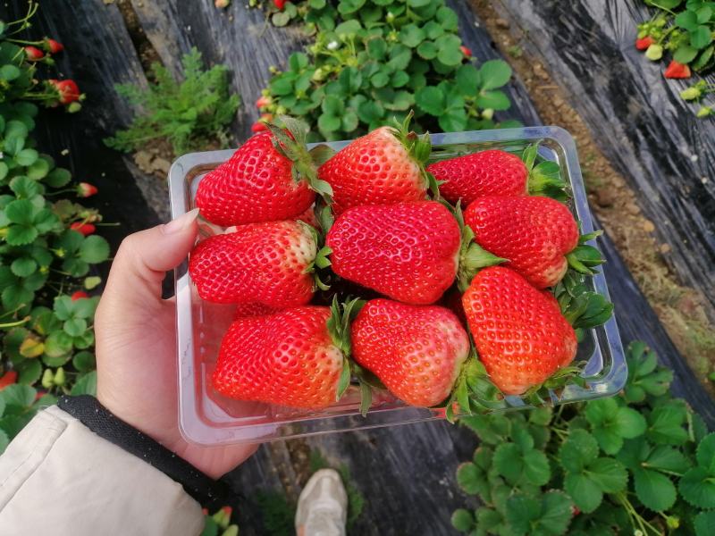 优质草莓，2号，宁玉
