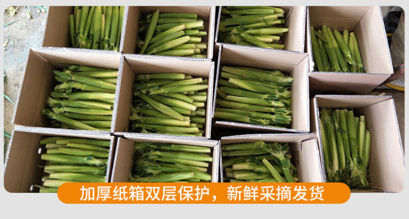玉米笋新鲜现摘小玉米笋嫩水果玉米宝宝辅食餐馆高档蔬菜包邮
