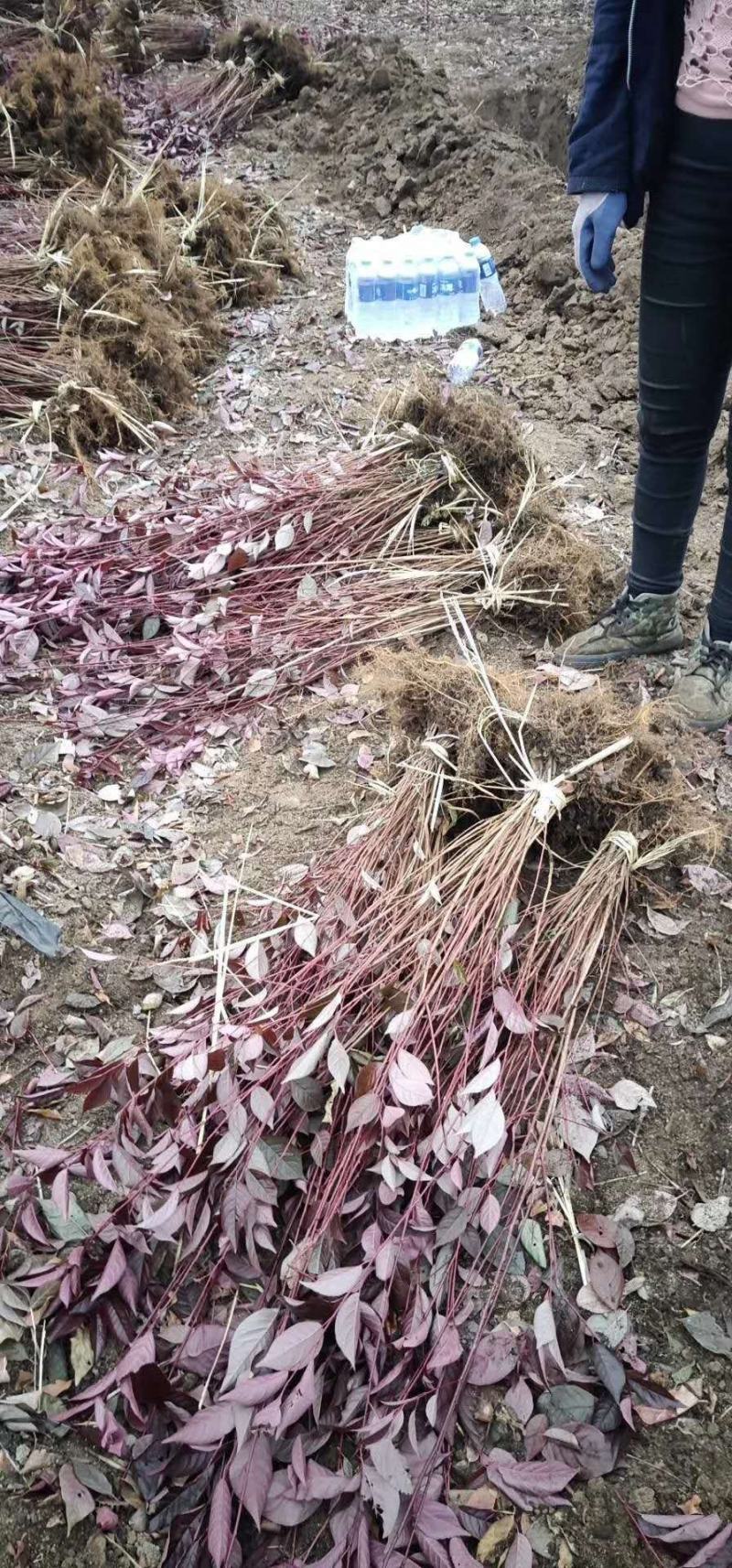 密枝红叶李扦插苗地接红叶李密枝红叶李绿篱苗