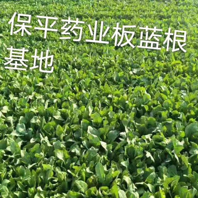 板蓝根籽纯新籽发芽率高