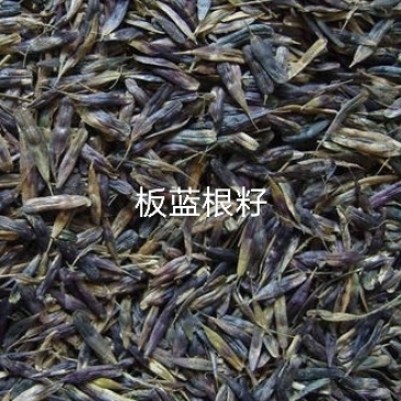 板蓝根籽纯新籽发芽率高