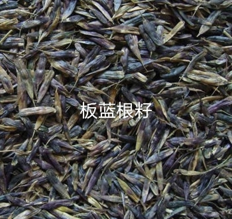 板蓝根籽纯新籽发芽率高