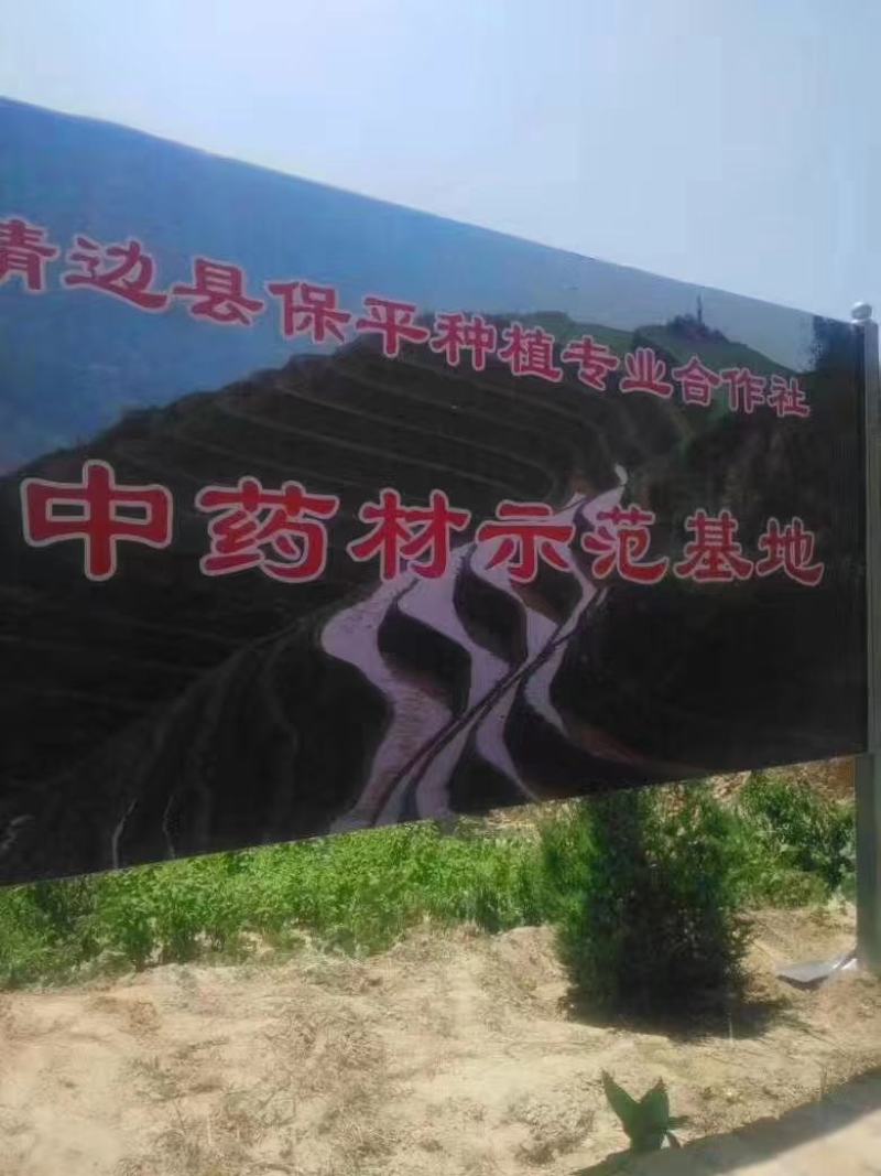 板蓝根籽纯新籽发芽率高