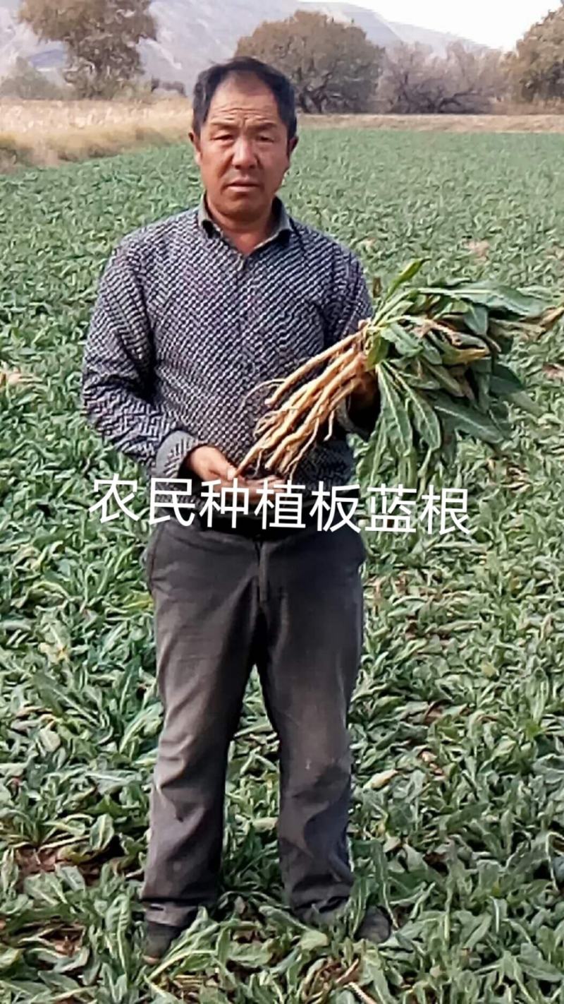 板蓝根籽纯新籽发芽率高