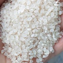 2020年自家种的小粒香大米