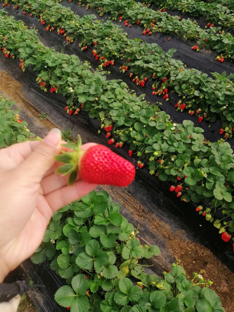 优质草莓，宁玉，2号