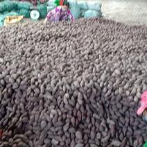 越南紫薯中国规格，非水洗，量大
