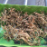 四川野生一支箭，干货，鲜货都，有，欢迎订购！