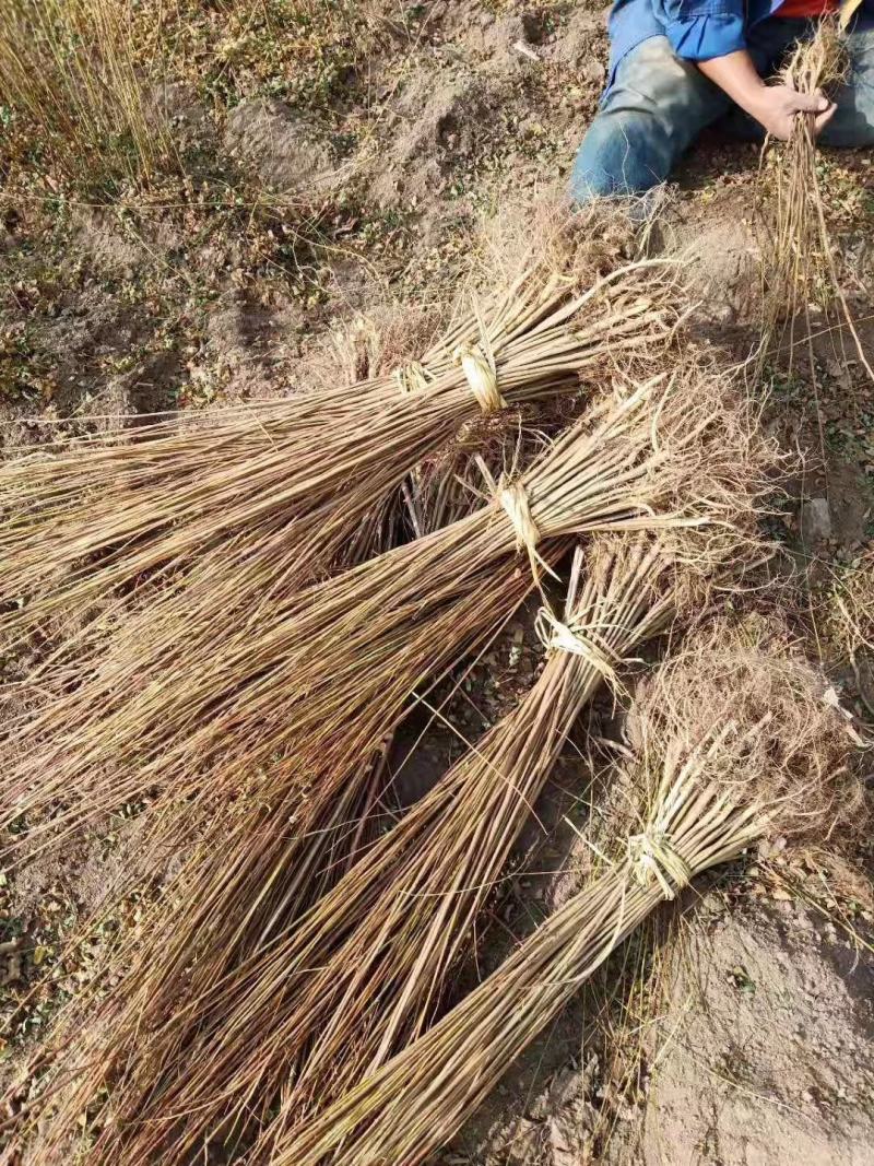 紫穗槐播种苗高速堤坝护坡油条苗棉槐条子产地直发