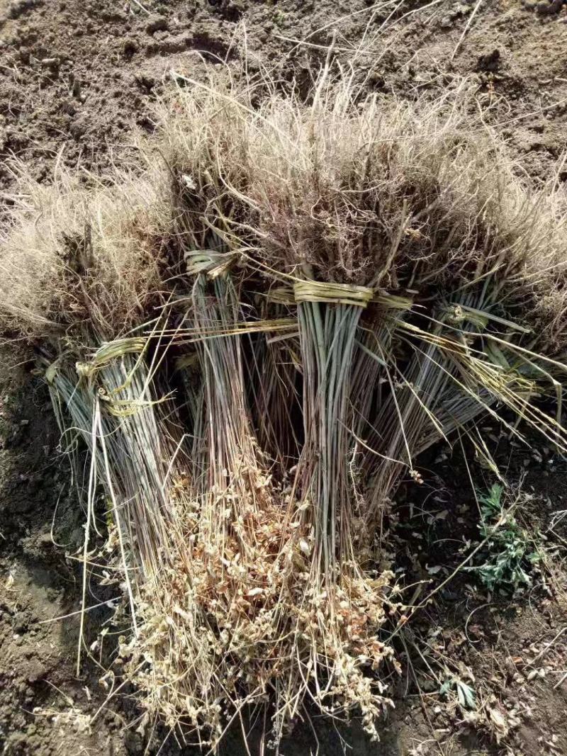 紫穗槐播种苗高速堤坝护坡油条苗棉槐条子产地直发