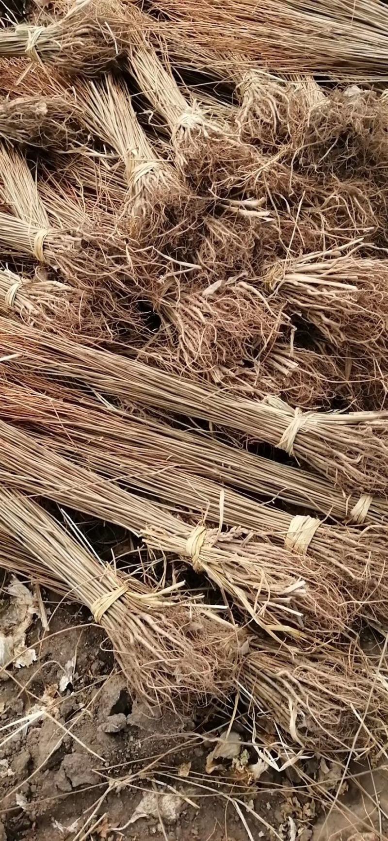 紫穗槐播种苗高速堤坝护坡油条苗棉槐条子产地直发