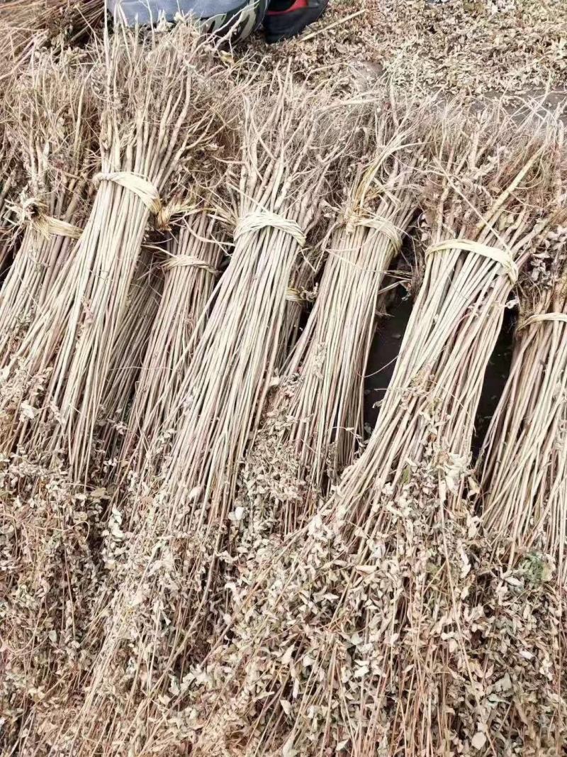 紫穗槐播种苗高速堤坝护坡油条苗棉槐条子产地直发
