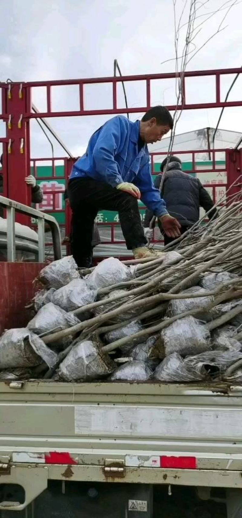 供应爬山虎紫藤凌宵油麻藤等绿化苗木即水生花卉