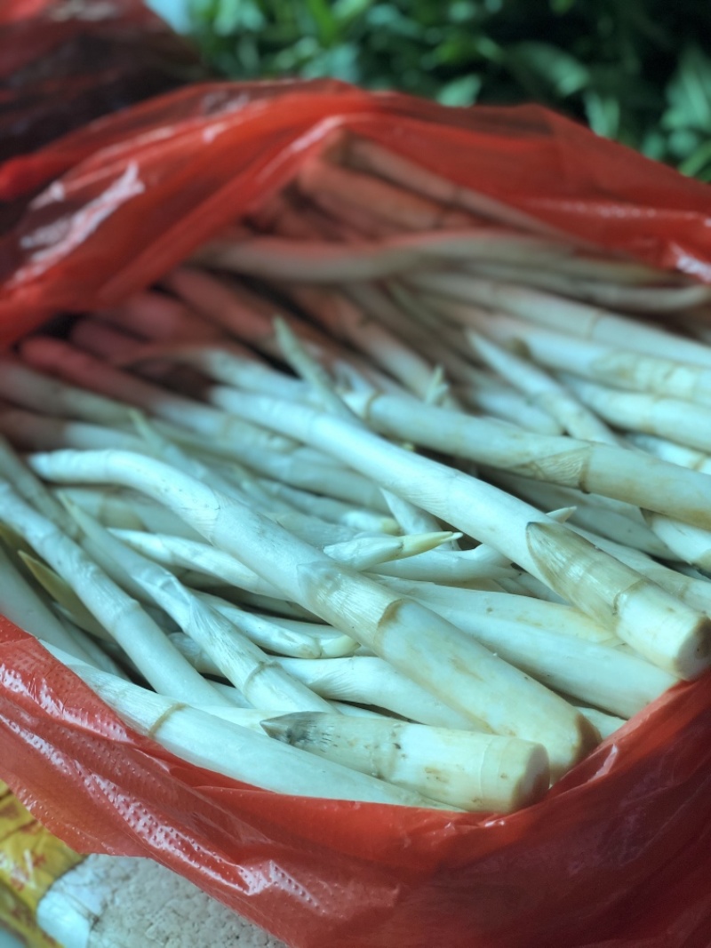 新鲜象牙菜雪白嫩草芽