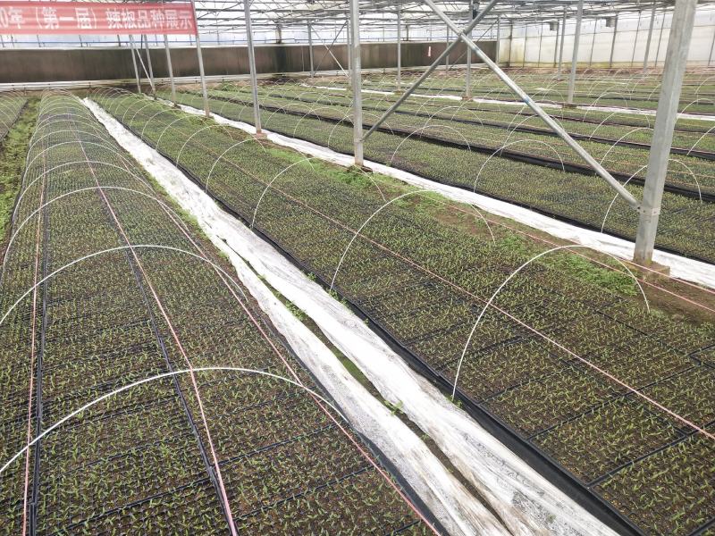 基地正宗辣丰三号辣椒苗
