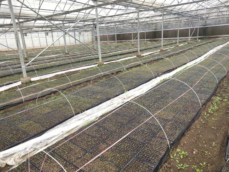 基地正宗辣丰三号辣椒苗