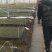 基地正宗辣丰三号辣椒苗