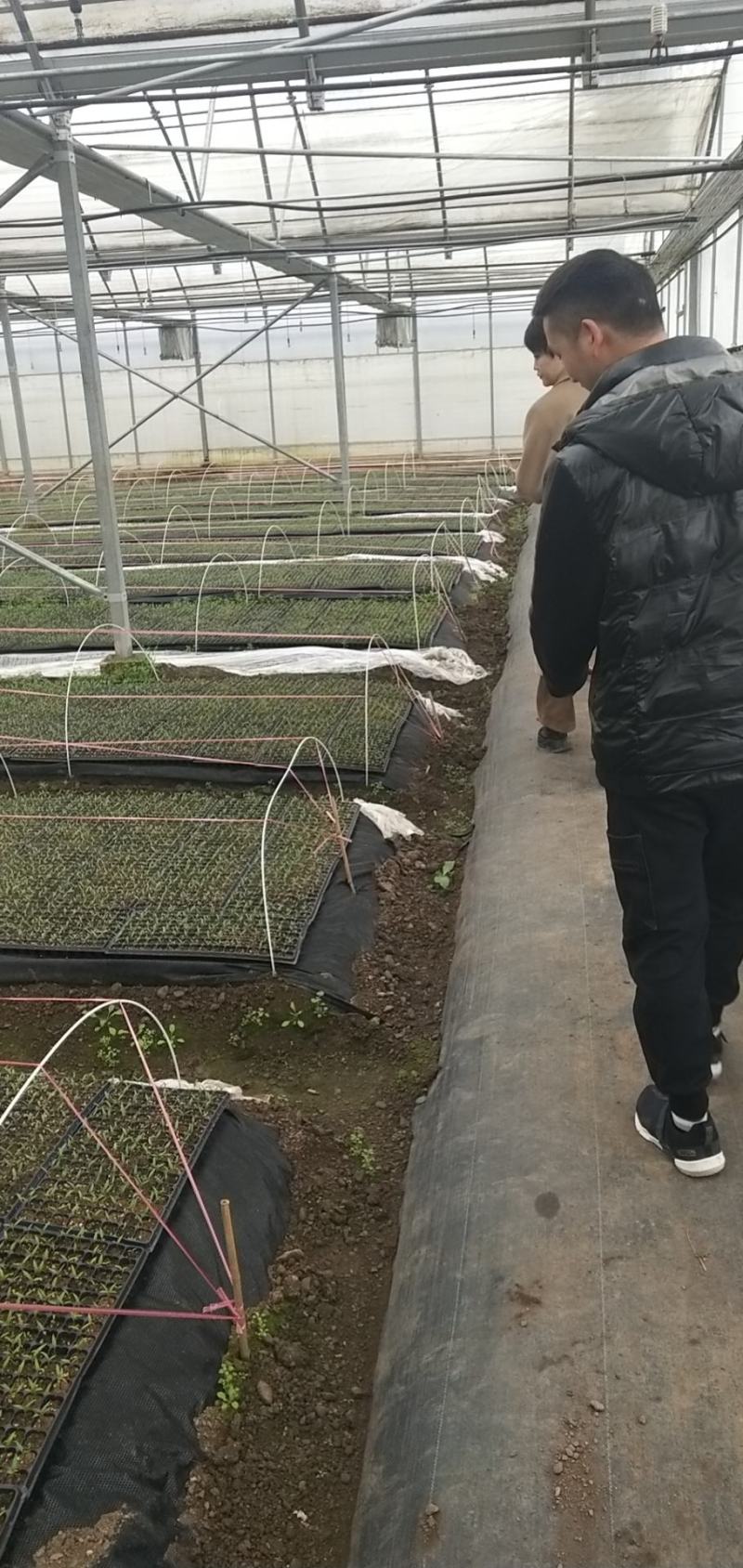 基地正宗辣丰三号辣椒苗