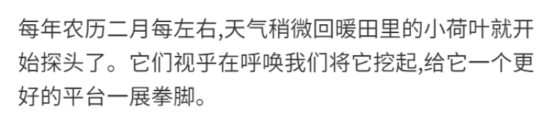 新货广昌莲子干货无硫特优级粉糯白莲子产地莲子一件代发