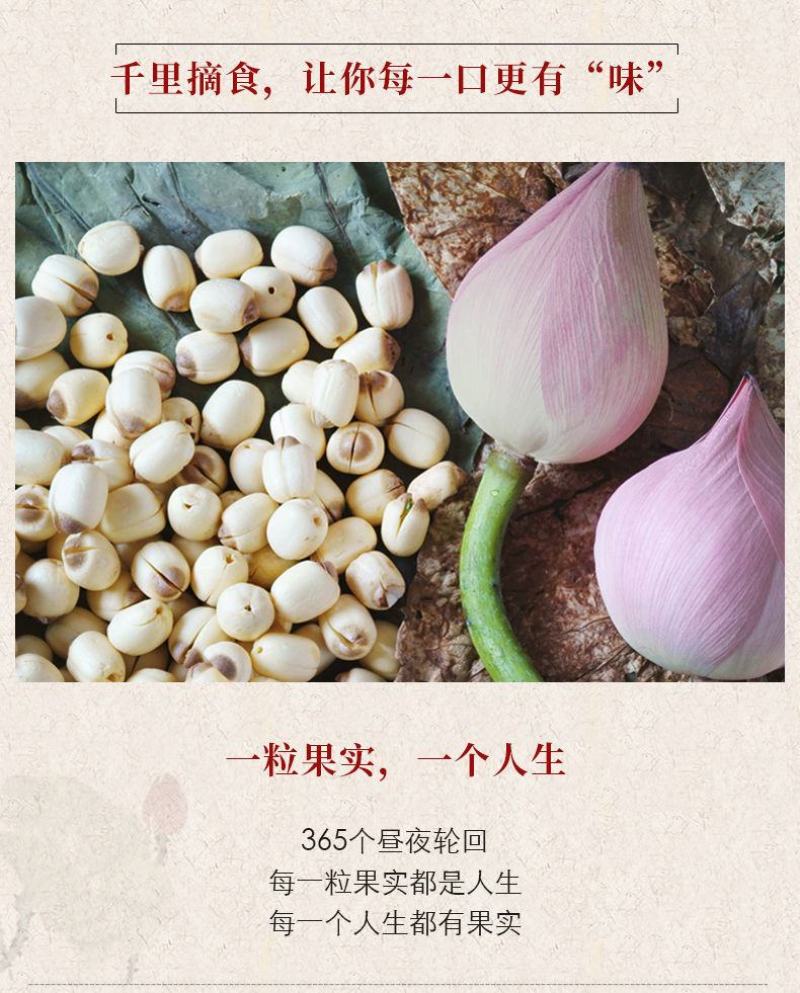 新货广昌莲子干货无硫特优级粉糯白莲子产地莲子一件代发