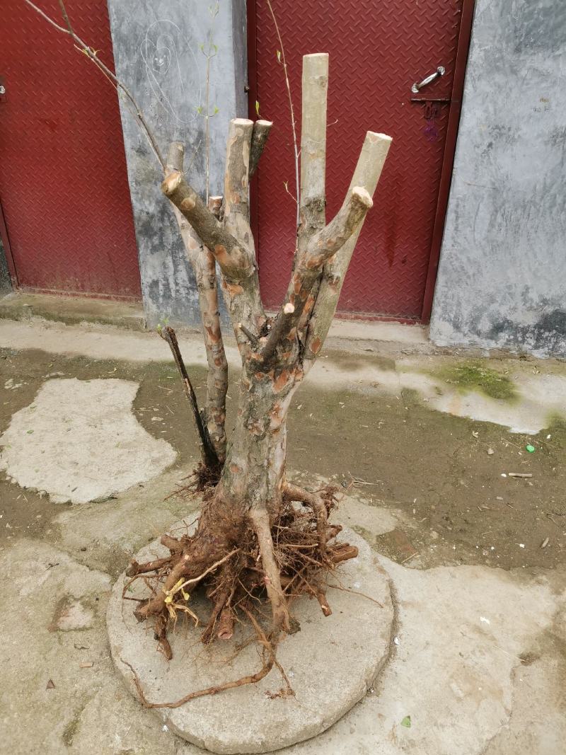 茱萸老桩，30年老桩