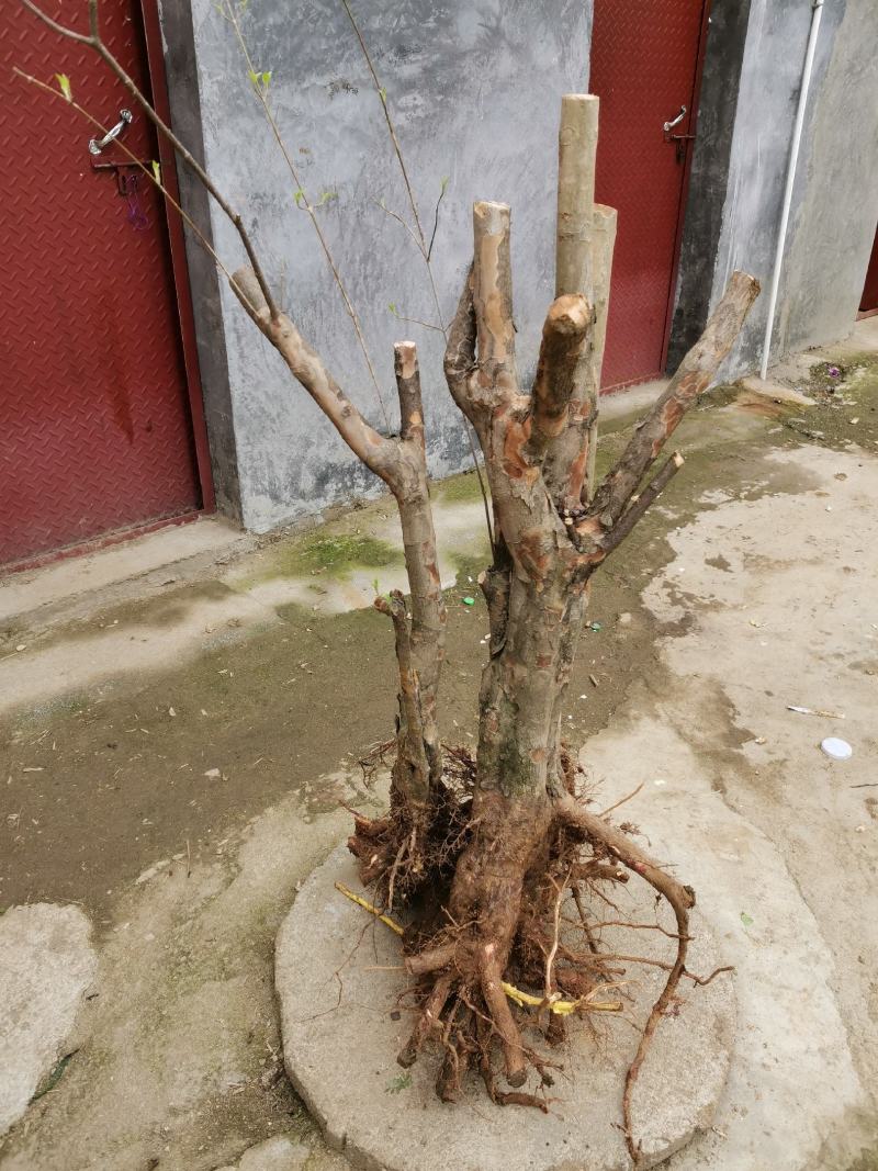 茱萸老桩，30年老桩
