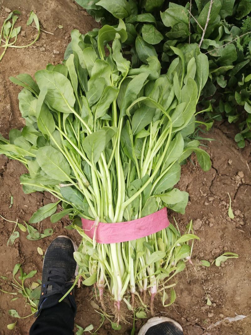 小叶菠菜大量上市，质优量足价低，欢迎来电