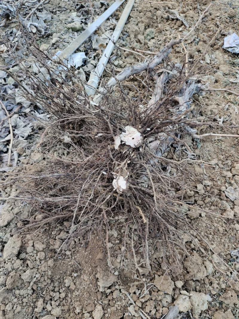 占地葡萄树3公分左右的2万棵