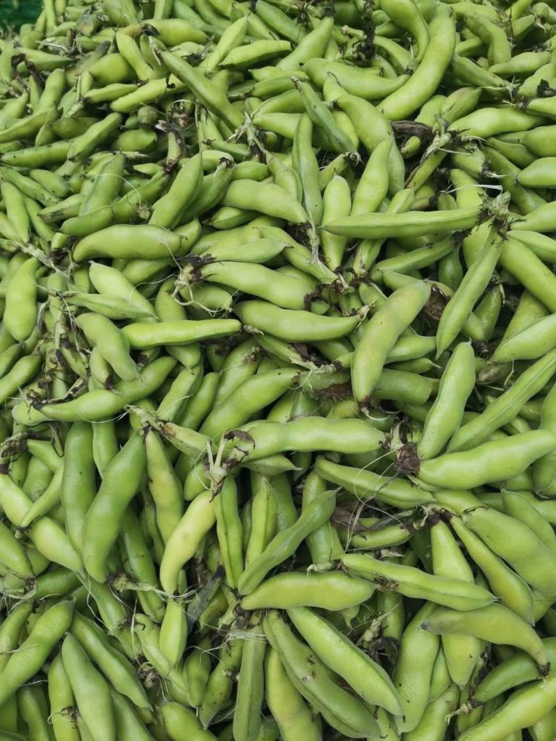胡豆蚕豆兰花豆四川胡豆大量上市中胡豆