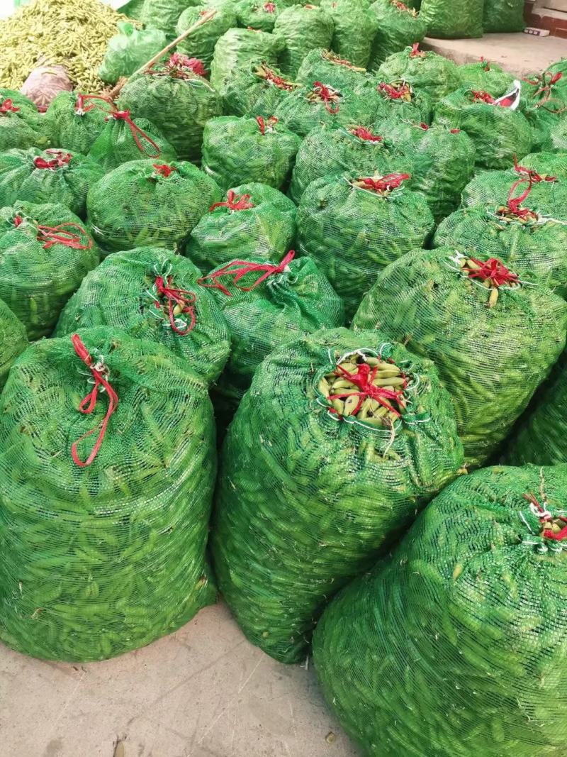 胡豆蚕豆兰花豆四川胡豆大量上市中胡豆