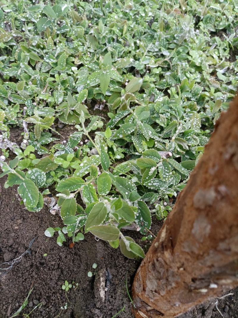 湘蕾5号青头，易成活易打理，产量高，可观赏入药做茶，包邮