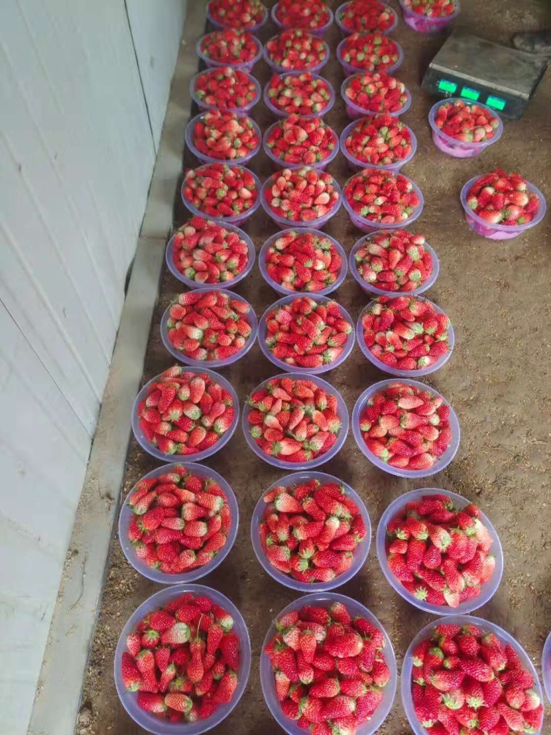 济南牛奶草莓产地直销三斤一盆