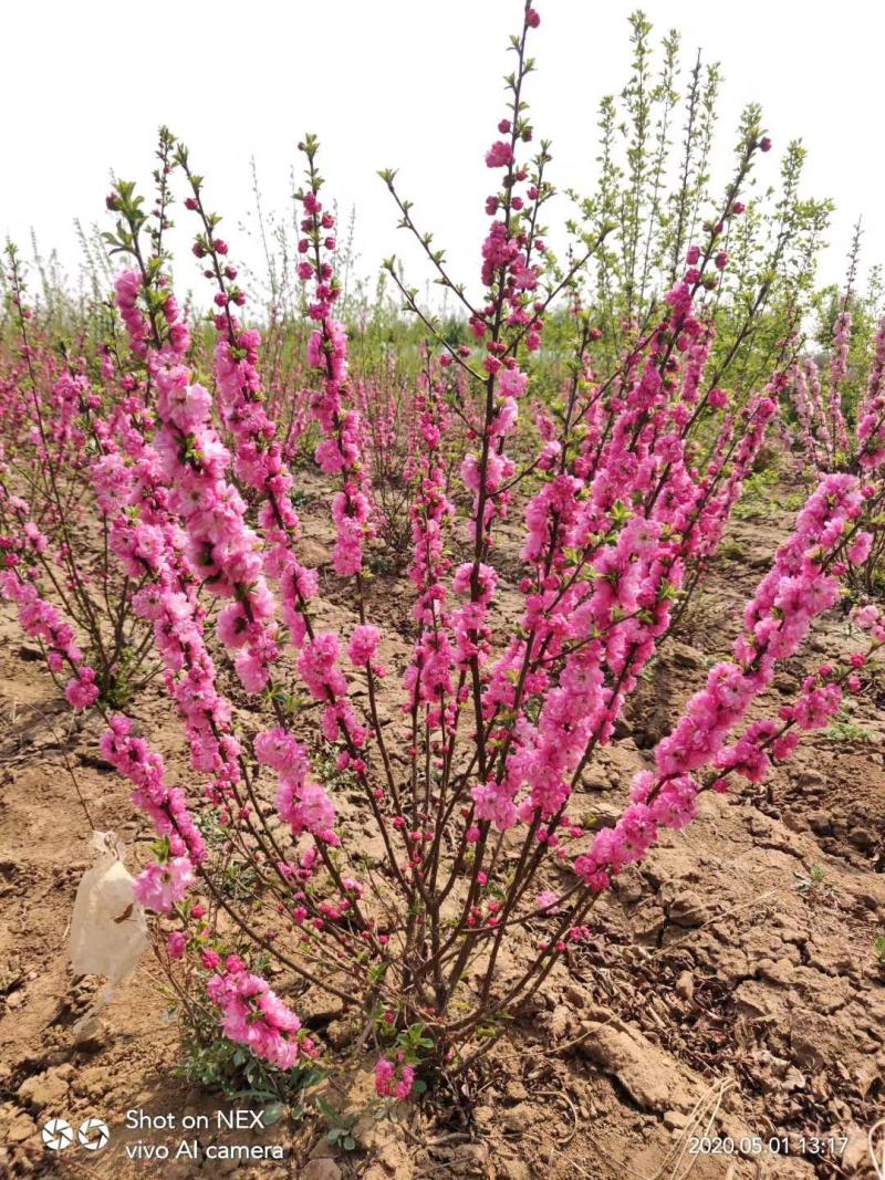 红火榆叶梅先花后叶品种花量大艳红种植简单好管理