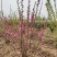 红火榆叶梅先花后叶品种花量大艳红种植简单好管理