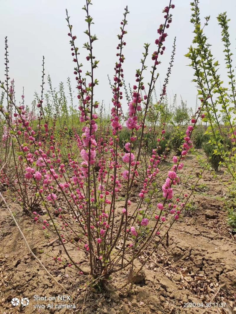 红火榆叶梅先花后叶品种花量大艳红种植简单好管理