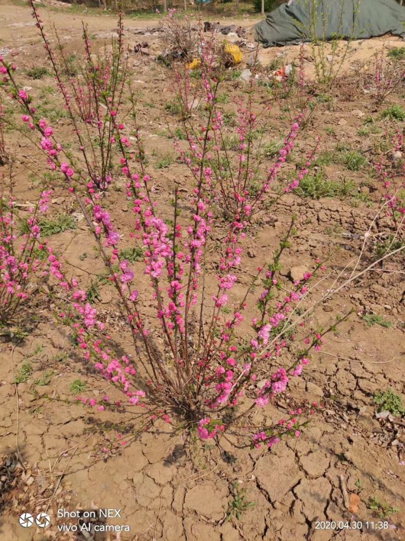红火榆叶梅先花后叶品种花量大艳红种植简单好管理