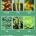 邦露50%氟啶胺根肿病霜霉灰霉病炭疽病疫病红蜘蛛杀螨杀菌