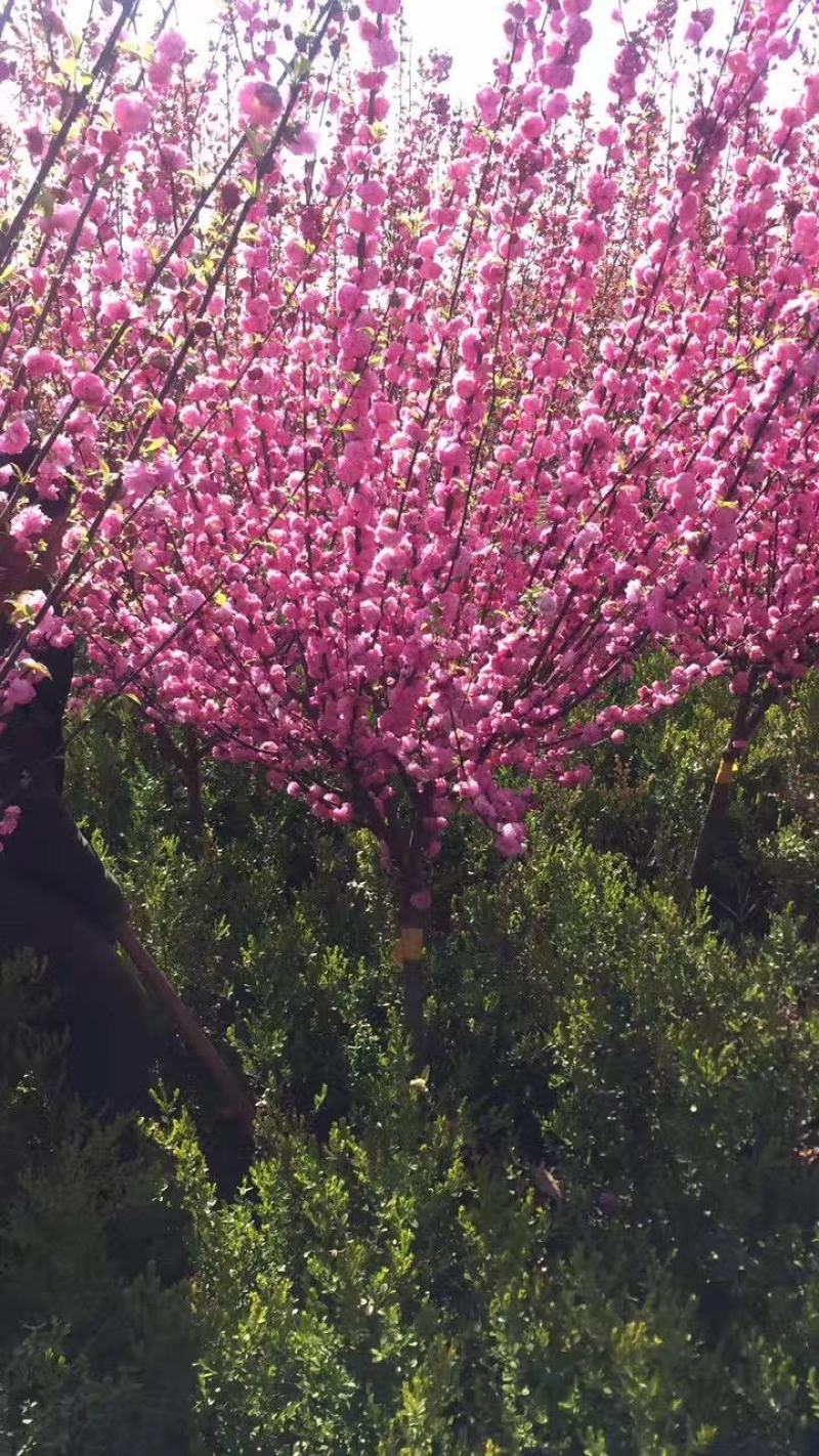 红火榆叶梅先花后叶品种花量大艳红种植简单好管理