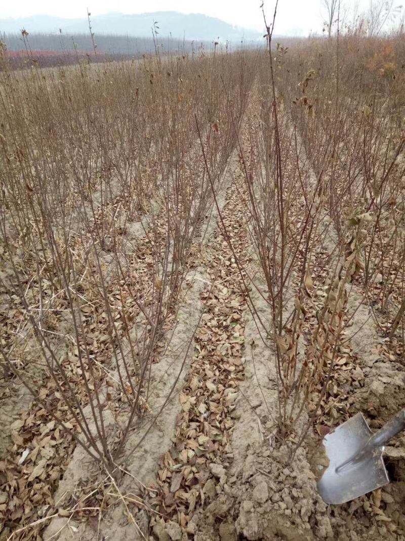 红火榆叶梅先花后叶品种花量大艳红种植简单好管理