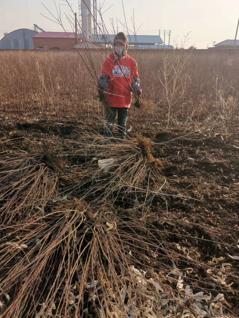 红火榆叶梅先花后叶品种花量大艳红种植简单好管理