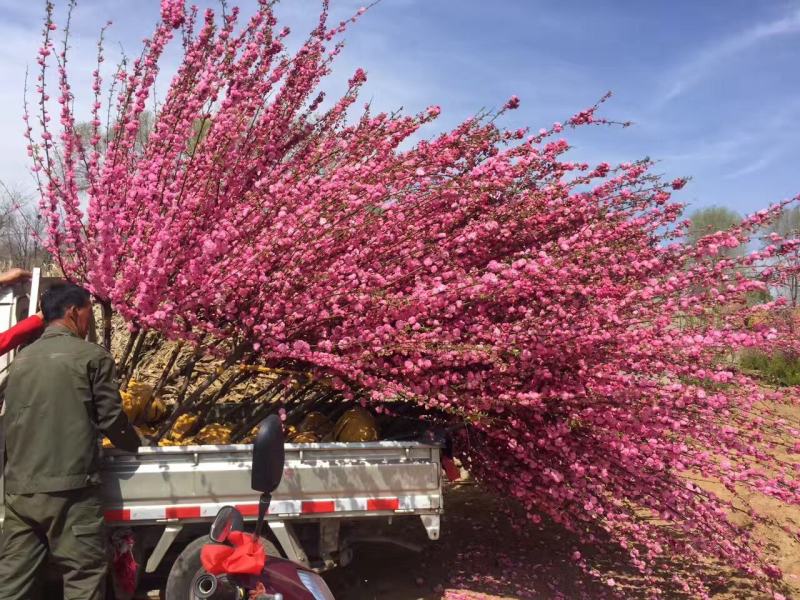 红火榆叶梅先花后叶品种花量大艳红种植简单好管理
