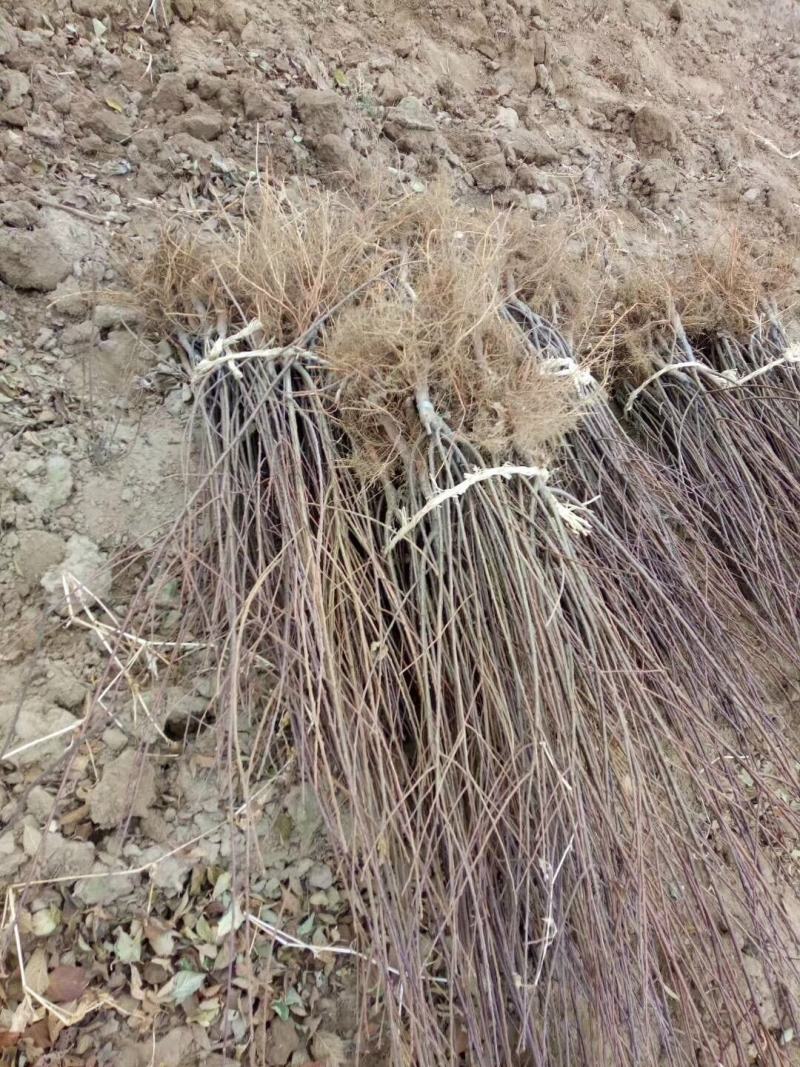 红火榆叶梅先花后叶品种花量大艳红种植简单好管理