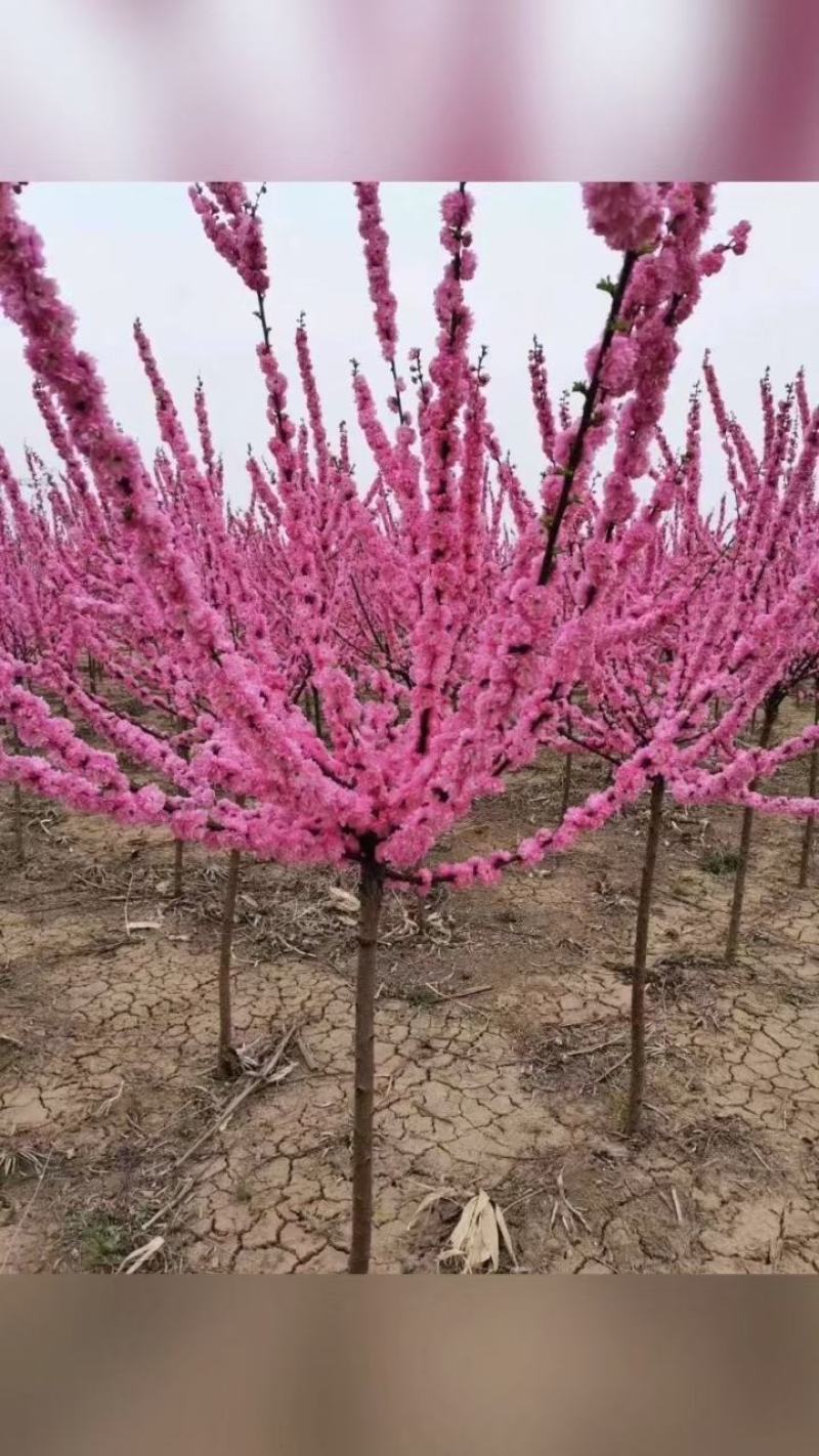 红火榆叶梅先花后叶品种花量大艳红种植简单好管理