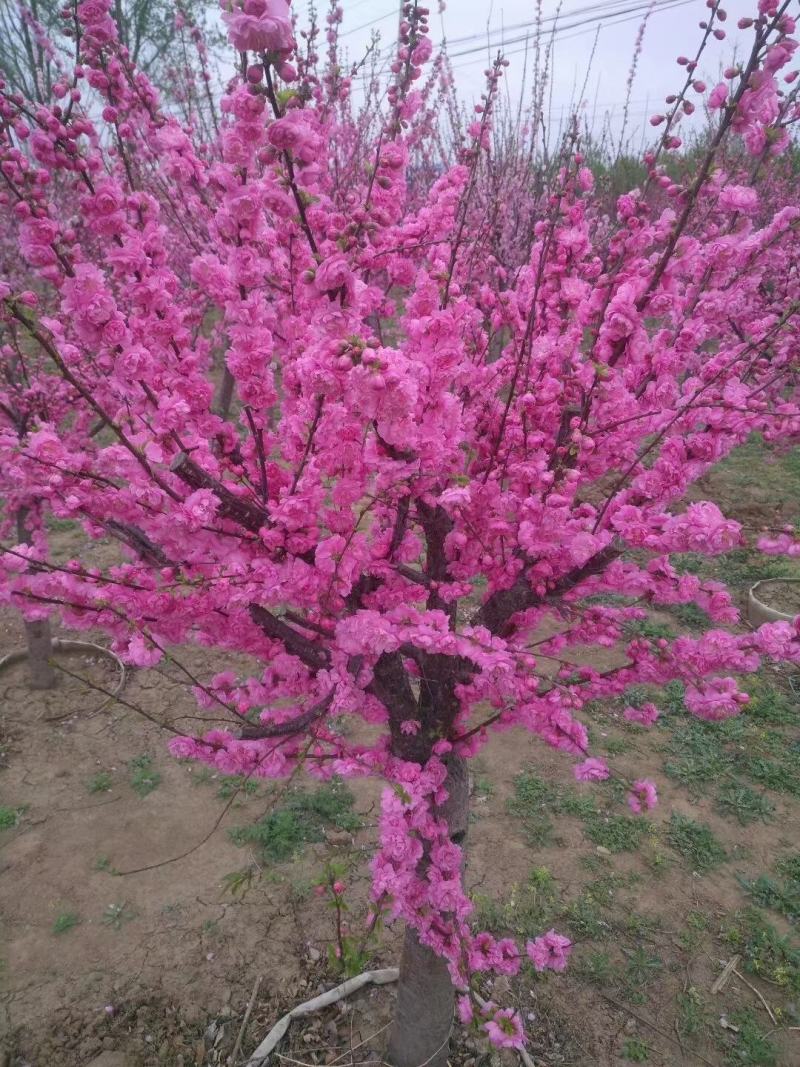 红火榆叶梅先花后叶品种花量大艳红种植简单好管理
