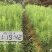 良种马尾松苗、湿地松、油松