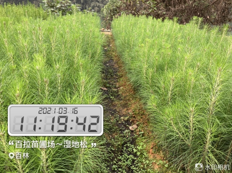 良种马尾松苗、湿地松、油松