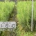 良种马尾松苗、湿地松、油松