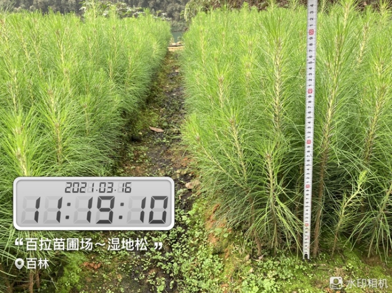良种马尾松苗、湿地松、油松